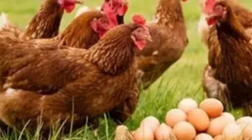 دورة العرض والطلب تنعش الأسواق.. انخفاض أسعار البروتين الأبيض في متناول الجميع